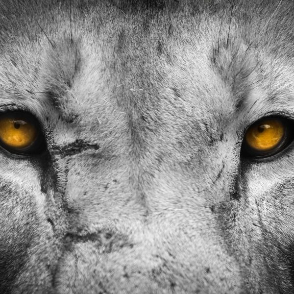 Nahaufnahme Löwe mit gelben Augen, Glasbild Quadratisch Zu verkaufen – Bild 5