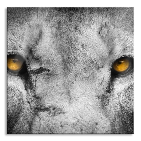 Nahaufnahme Löwe mit gelben Augen, Glasbild Quadratisch Zu verkaufen