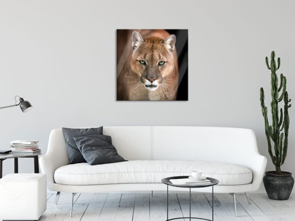 Bedrohlicher Puma Nahaufnahme, Glasbild Quadratisch Rabatt – Bild 2